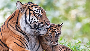 Tiger cubs